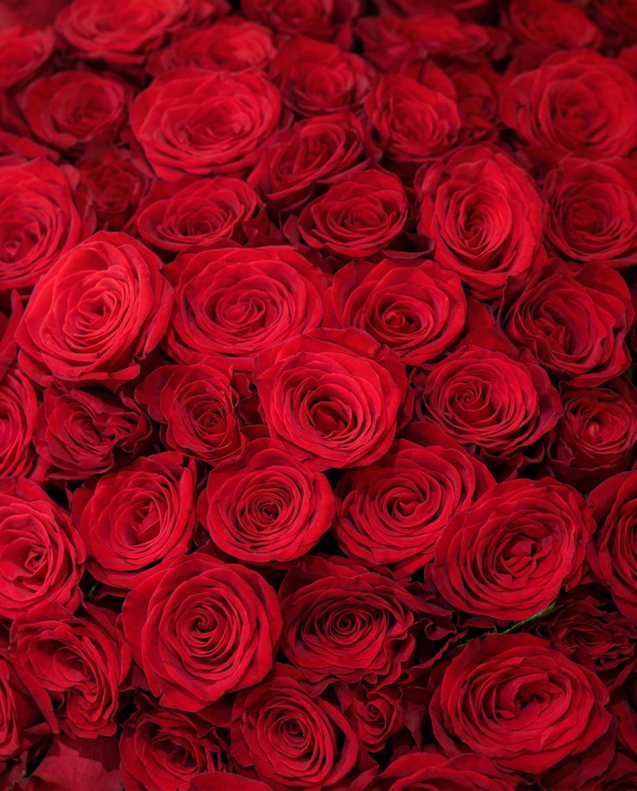 100 Long Stem Red Roses Bouquet