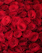 100 Long Stem Red Roses Bouquet