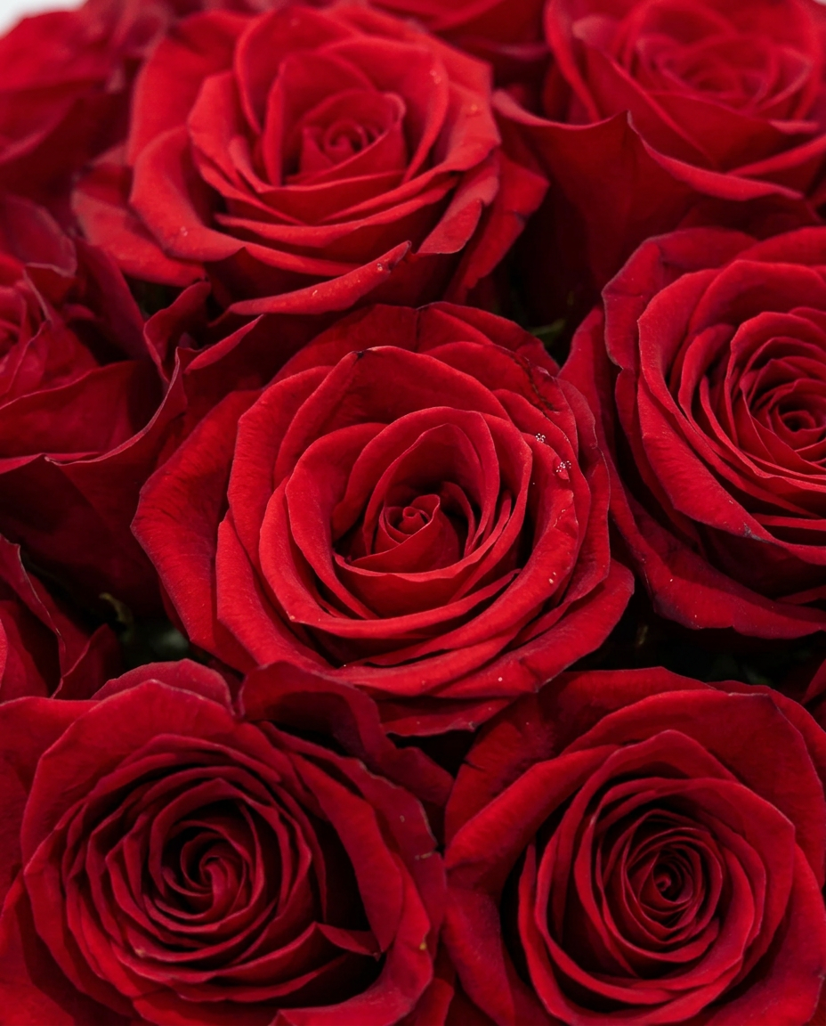 Amore Red Rose Flower Box