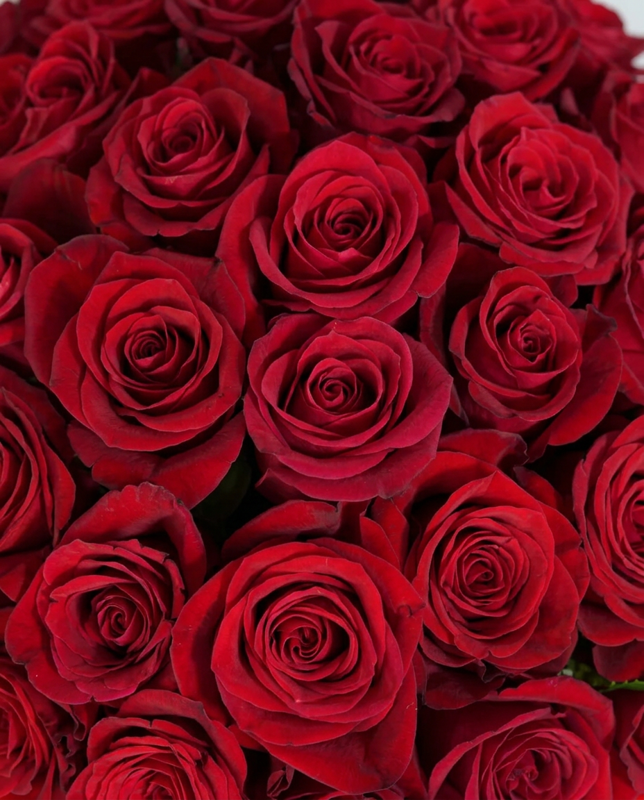 Signature Red Rose Box Arrangement