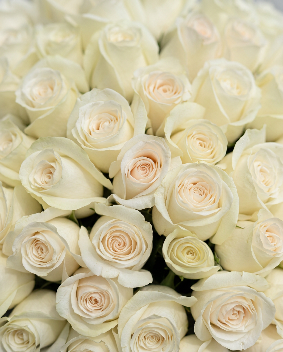 100 White Roses Luxury Bouquet