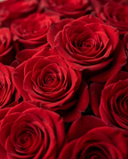 50 Long Stem Red Roses Bouquet